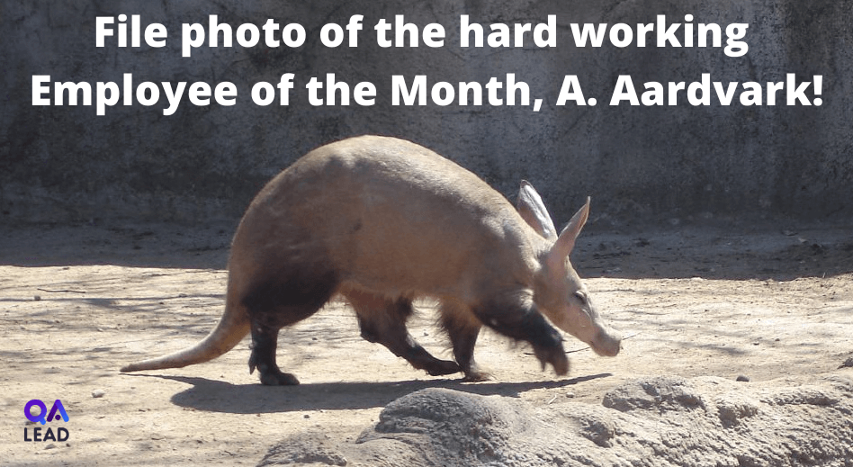 Hard Working Aardvark Photo