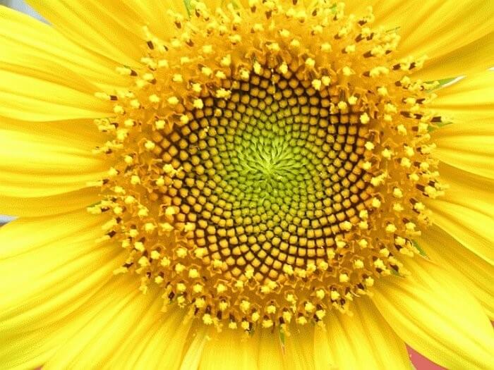 Image Of Sunflower